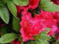 /album/azalees/fleur-jpg/